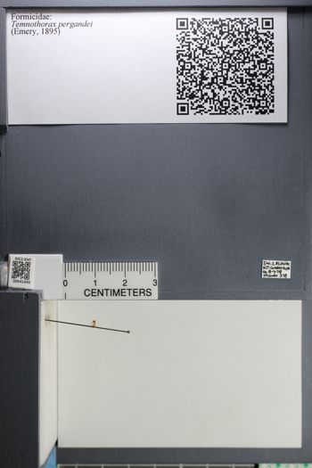 Media type: image;   Entomology 541443